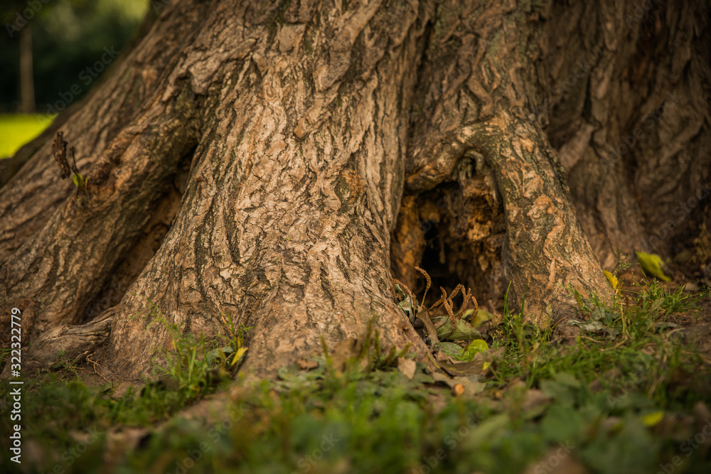 old tree in the park. rabbit hole. Alice in Wonderland.