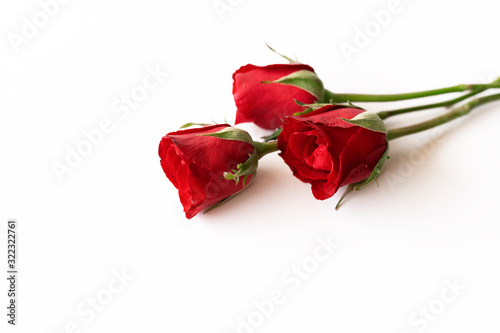 Beautiful red rose isolated on white background. photo