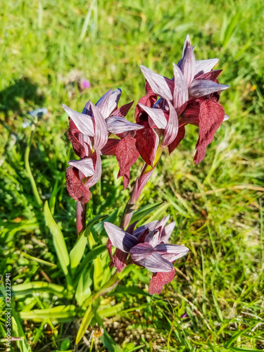 Tongue orchid photo