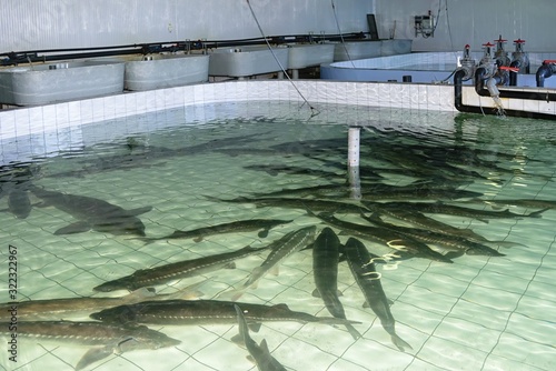 Broodstock of Amur sturgeon ( Acipenser schrenckii ) for artificial breeding on the fish hatchery. Khabarovsk Krai, far East, Russia.