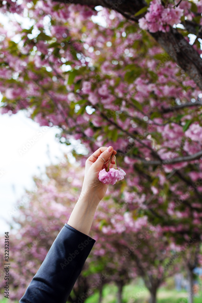 Sakura flowers in a raised hand against the background of blossoming trees. Girl is in beautiful blooming sakura garden, amazing spring photo