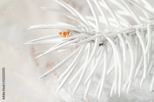 Painted white spruce branch with tiny pinecone wallpaper