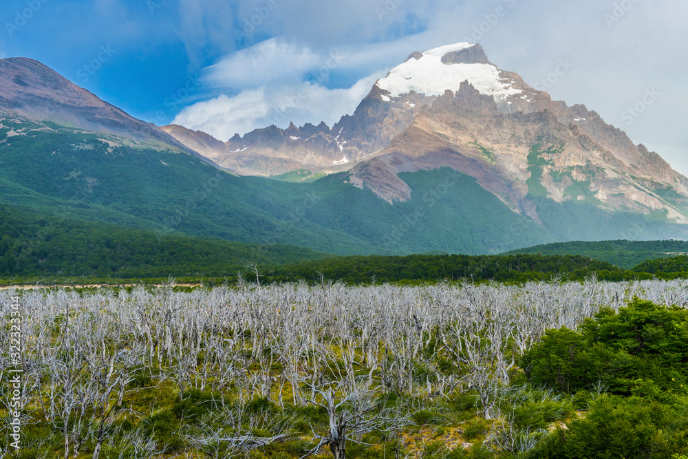 Dead forest in National Park Los Glaciares in Argentina