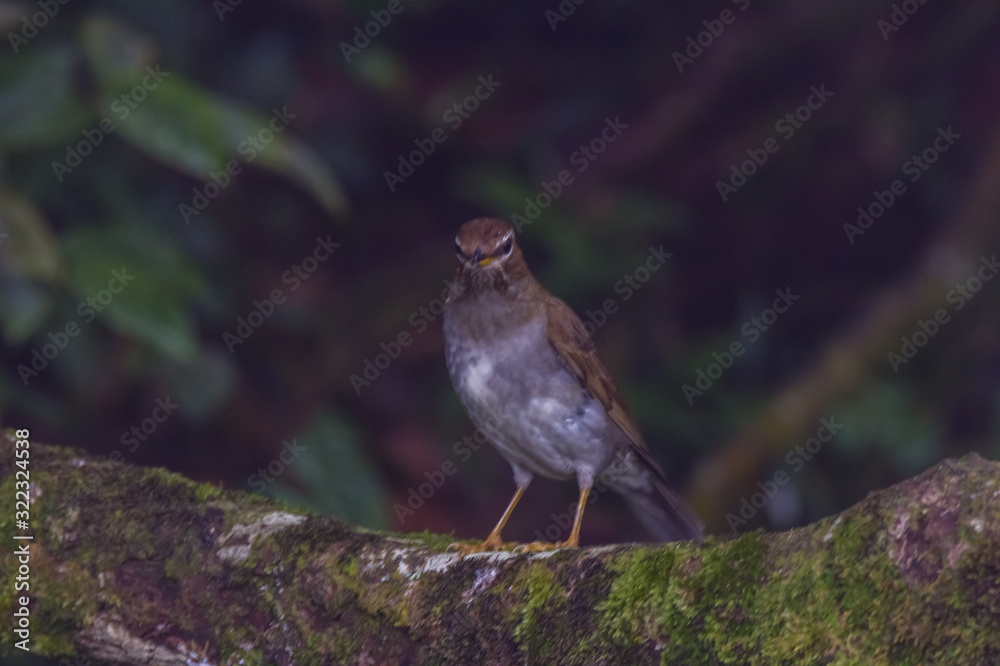 Fototapeta premium view of a beautiful bird in nature