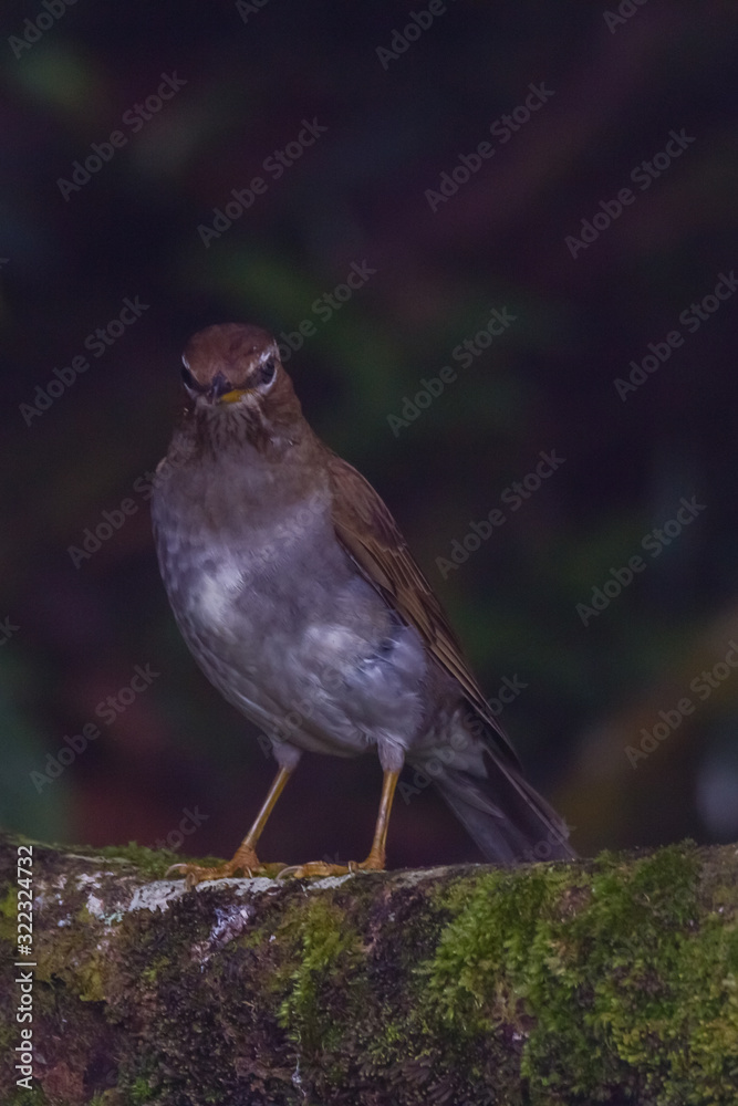 view of a beautiful bird in nature view of a beautiful bird in nature