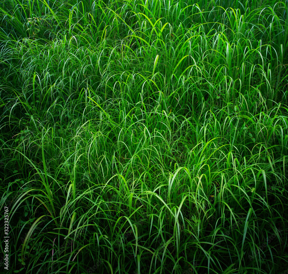 Obraz premium Abstract green grass background for concept design. Green grass background texture. Ecology concept. Spring season.