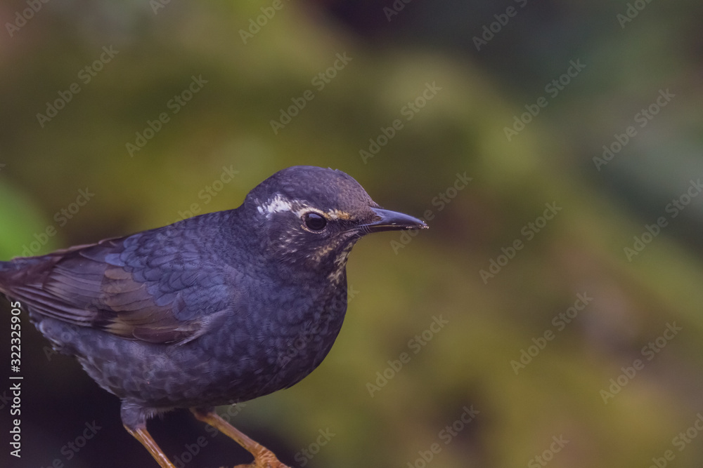 Fototapeta premium view of a beautiful bird in nature