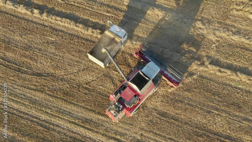 Farm Combine Pours Freshly Harvested Wheat Grain Into The Truck Trailer Aerial Farm Combine Pours Freshly Harvested Wheat Grain Into The Truck Trailer Aerial