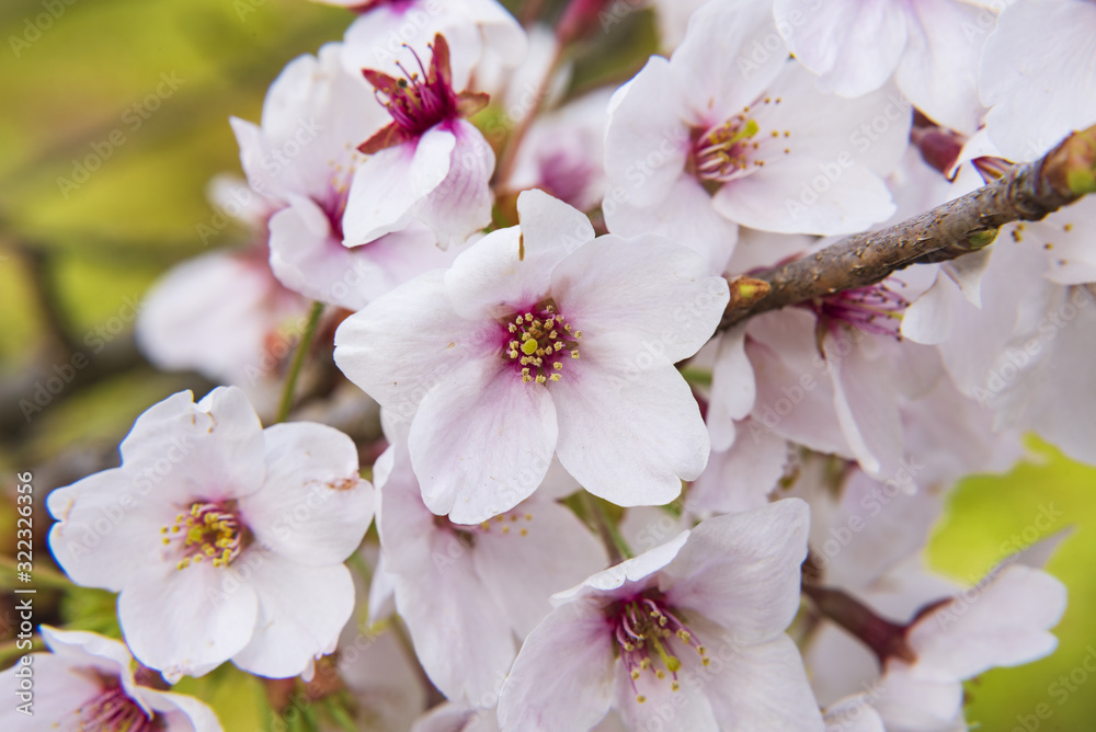 Fototapeta premium 満開の桜