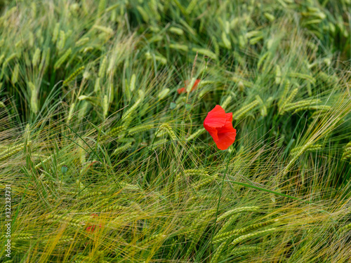 Wheat field with poppy