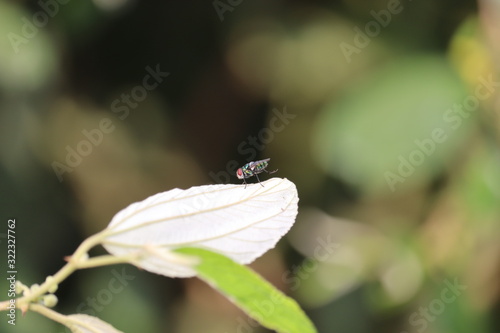 outdoors domestic fly insect resting on green leaf in berry garden at jaipur in India