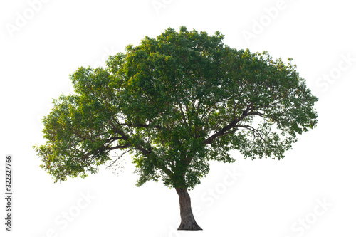 Tree with green leaves on a white background