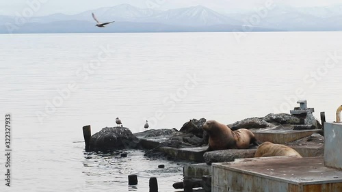 sea lions rookery near bank of Kamchatka. Steller sea lions on the beach Steller sea lions on the beach photo