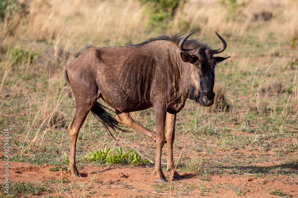 Gnu Wildebeest in South Africa
