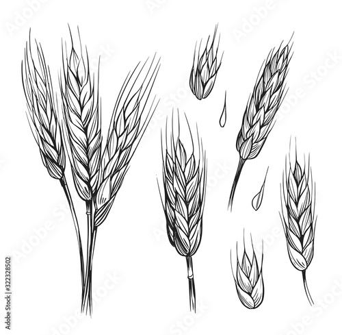 Set of wheat ears. Hand drawn illustration converted to vector. Black outline on transparent background