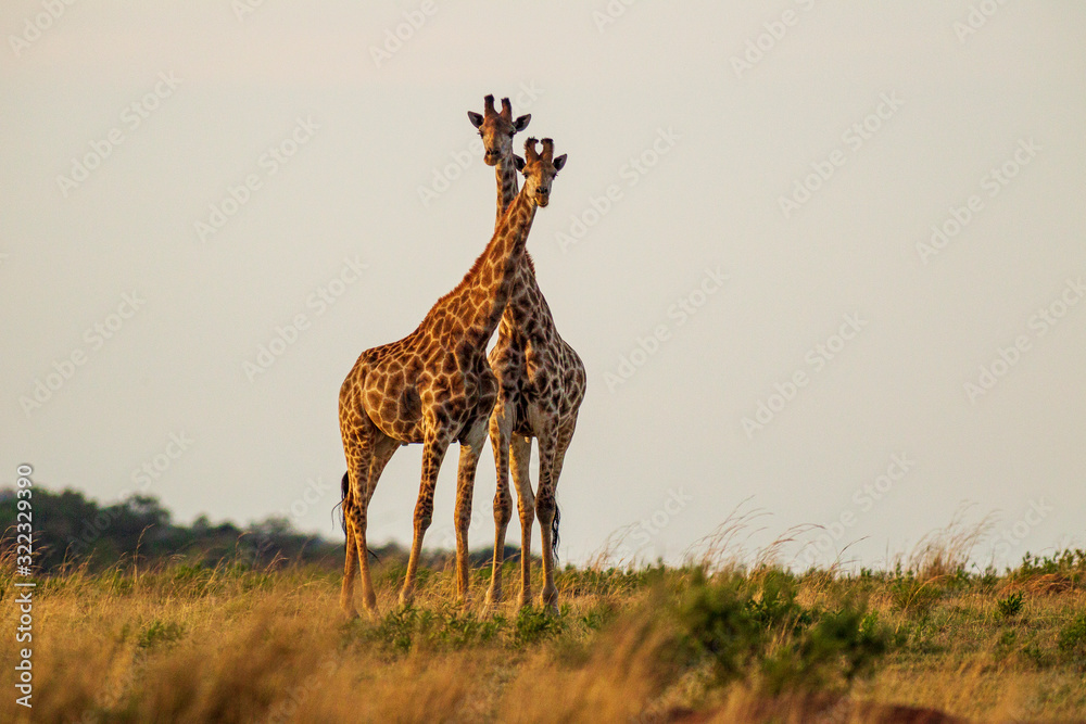 Obraz premium Giraffe South Africa
