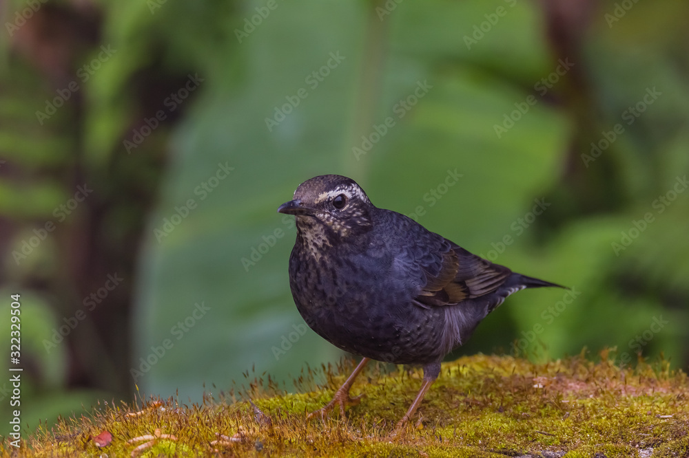 view of a beautiful bird in nature view of a beautiful bird in nature