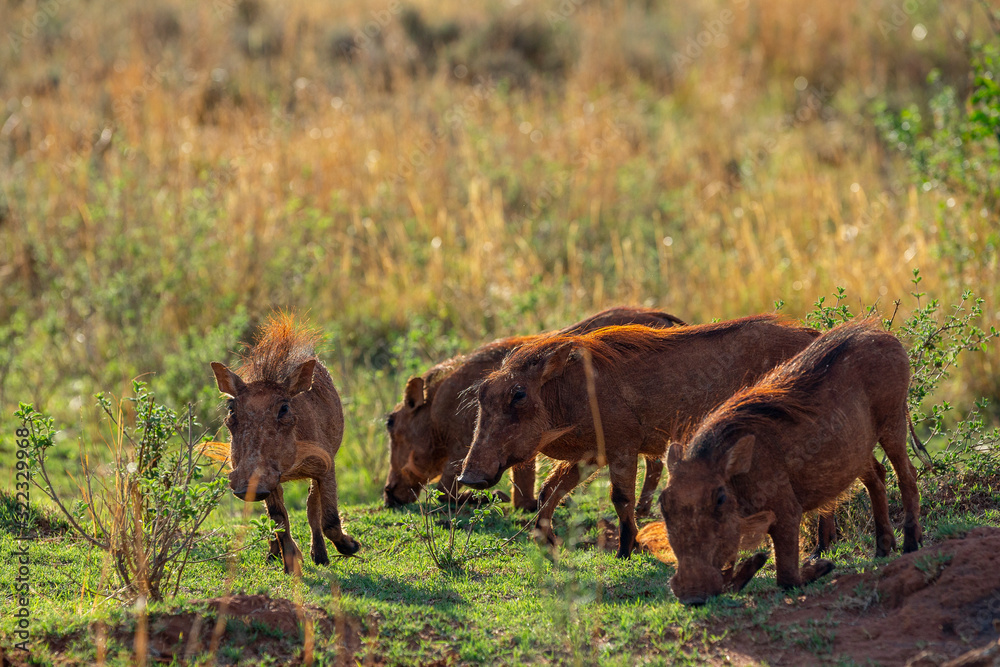 South African Warthog in the Savanna