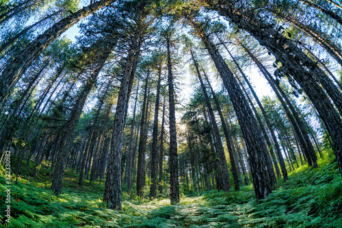 Wide angled view of pine forest