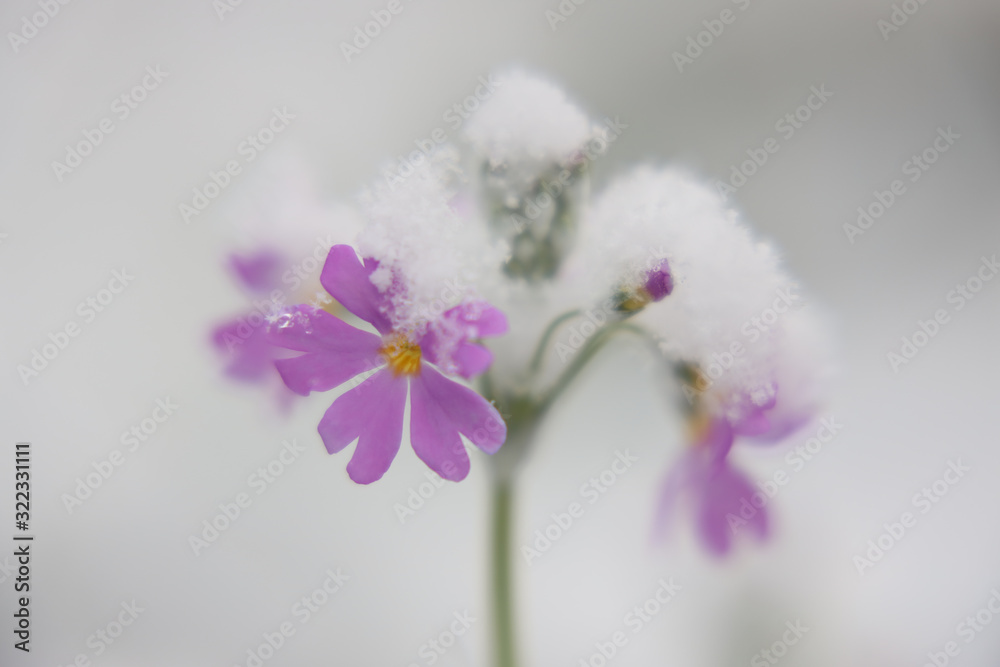 Obraz premium 京都ぶらり、2020年2月この冬初の雪