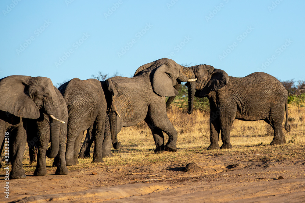Fototapeta premium Elephant in the bushes in South Africa