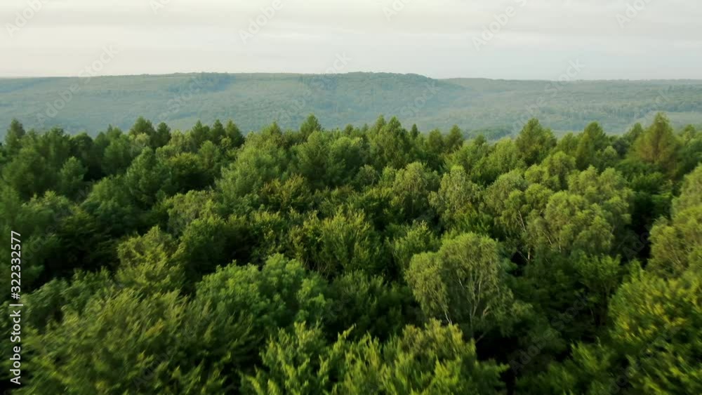 Flying low over the treetops of a green forest