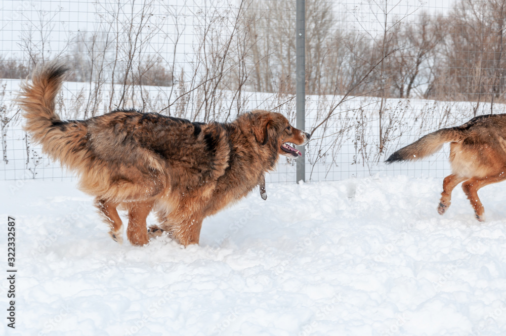 Large, beautiful red, cheerful dogs run and jump joyfully on a snow-covered area in the countryside Large, beautiful red, cheerful dogs run and jump joyfully on a snow-covered area in the countryside