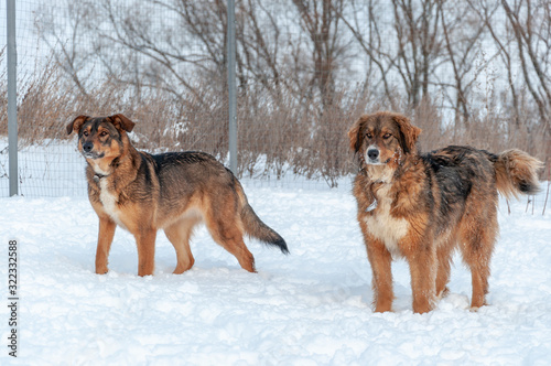 Large, beautiful red, cheerful dogs run and jump joyfully on a snow-covered area in the countryside © Alex Images