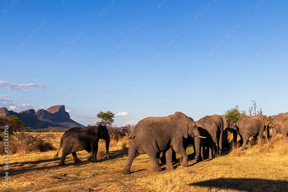 Elephant in the bushes in South Africa Elephant in the bushes in South Africa