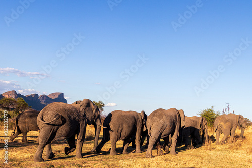 Elephant in the bushes in South Africa