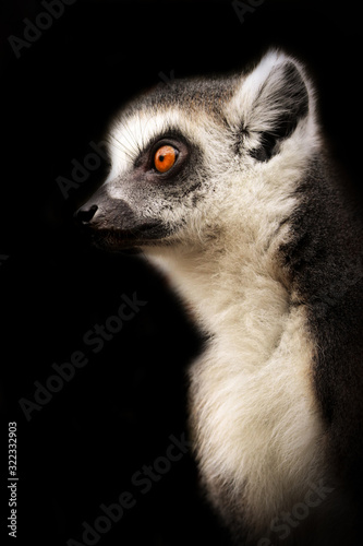 Lemur portrait on th black background