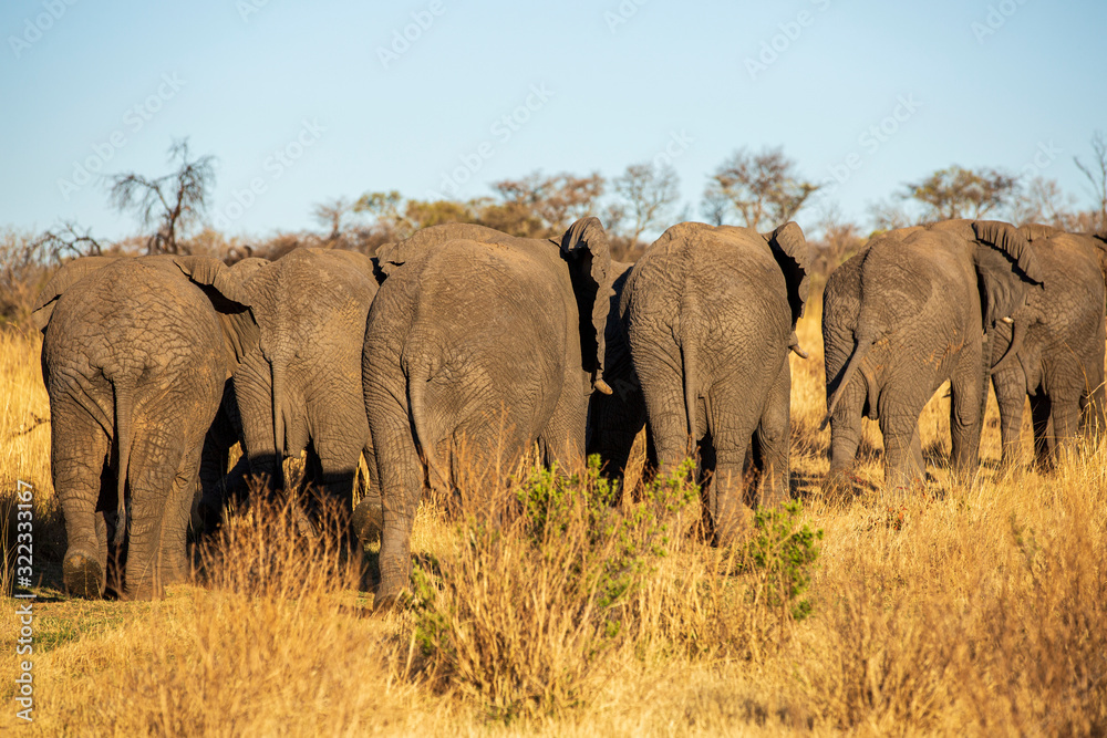 Obraz premium Elephant in the bushes in South Africa