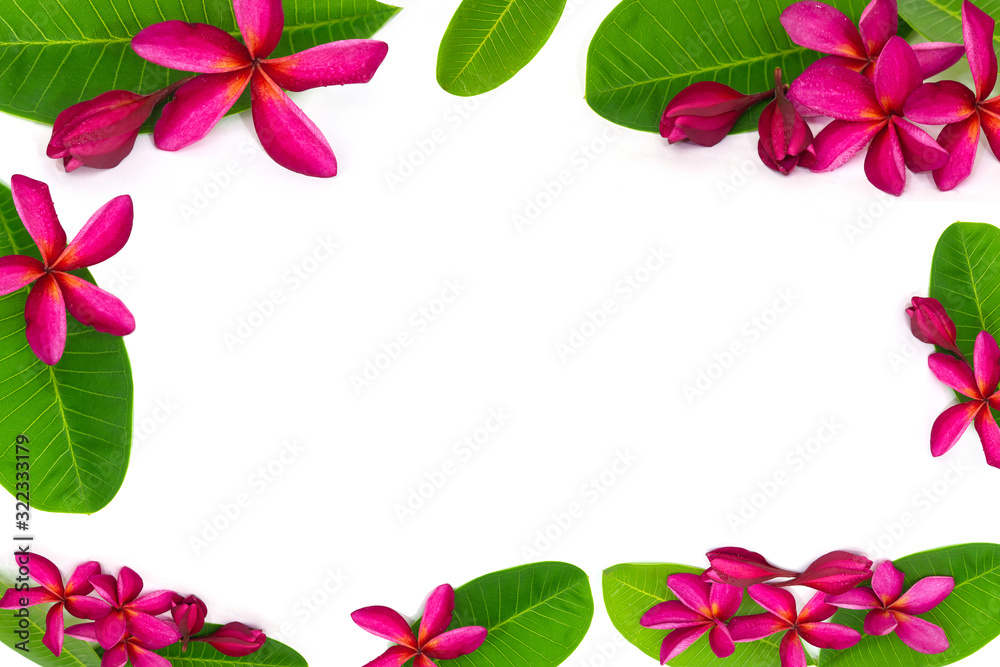 Plumeria flower.Pink frangipani tropical flower and leave frame isolated on white background