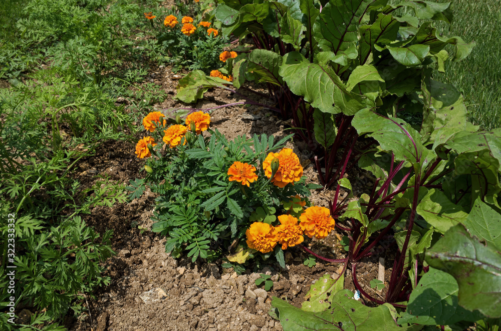 Marigold plants nestled between red beet and carrot plants. Marigolds are companion plants and