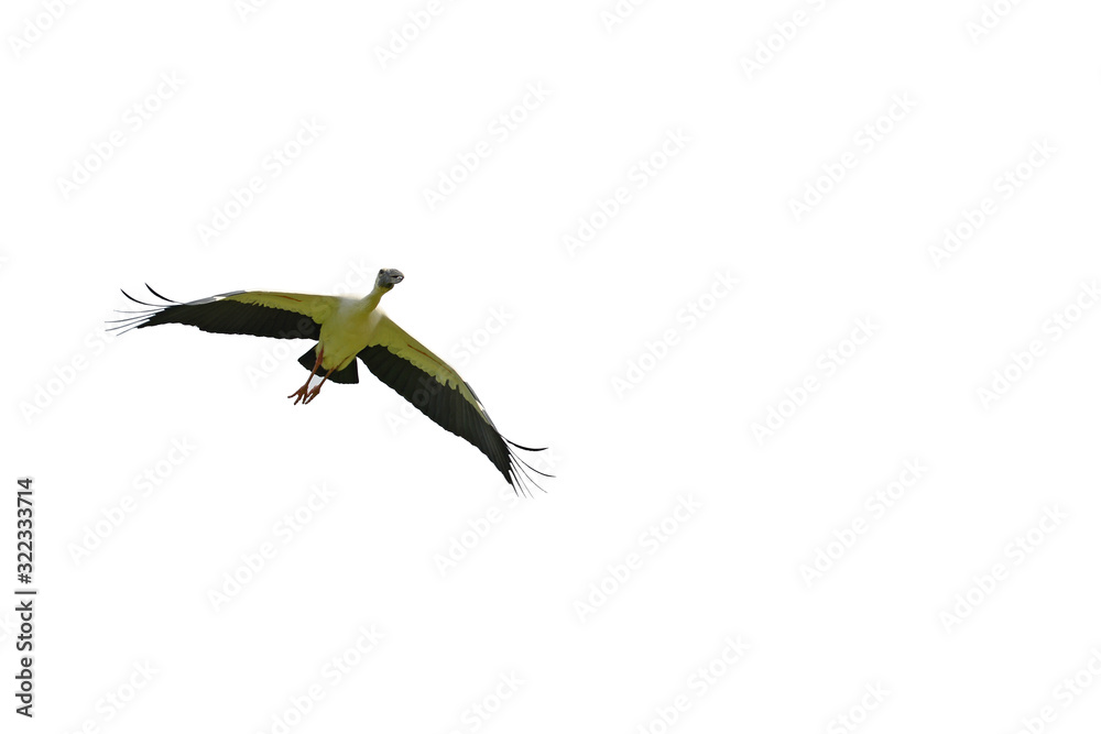 Fototapeta premium Asian openbill Anastomus oscitans flying