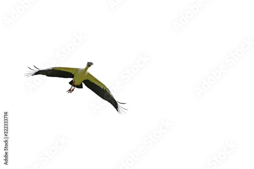 Asian openbill Anastomus oscitans flying