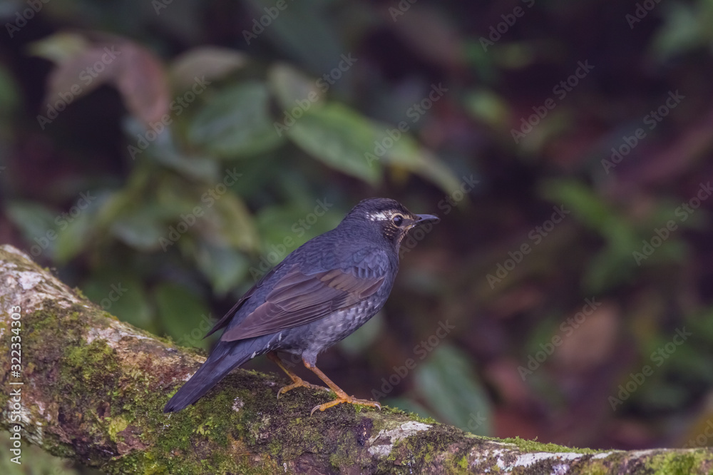 Obraz premium view of a beautiful bird in nature