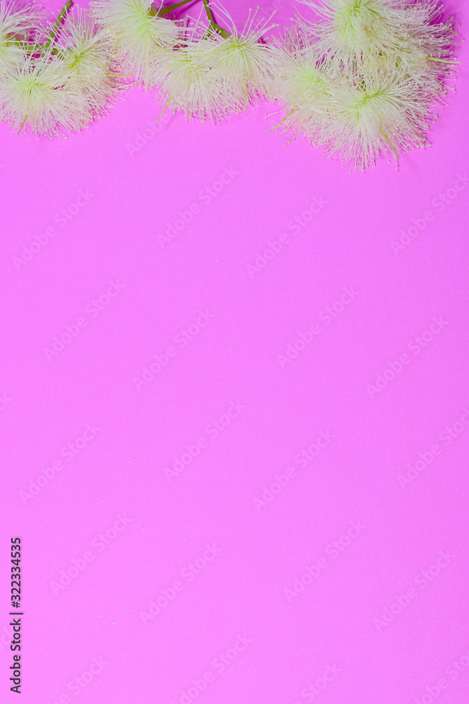 flowers on pastel pink background. 