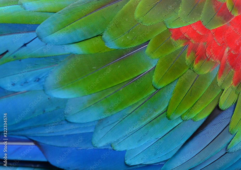 Fototapeta premium Texture of beautiful feather Macaw