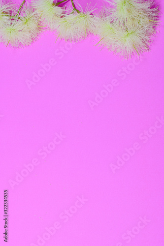 flowers on pastel pink background. 