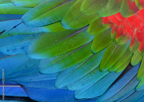 Texture of beautiful feather Macaw