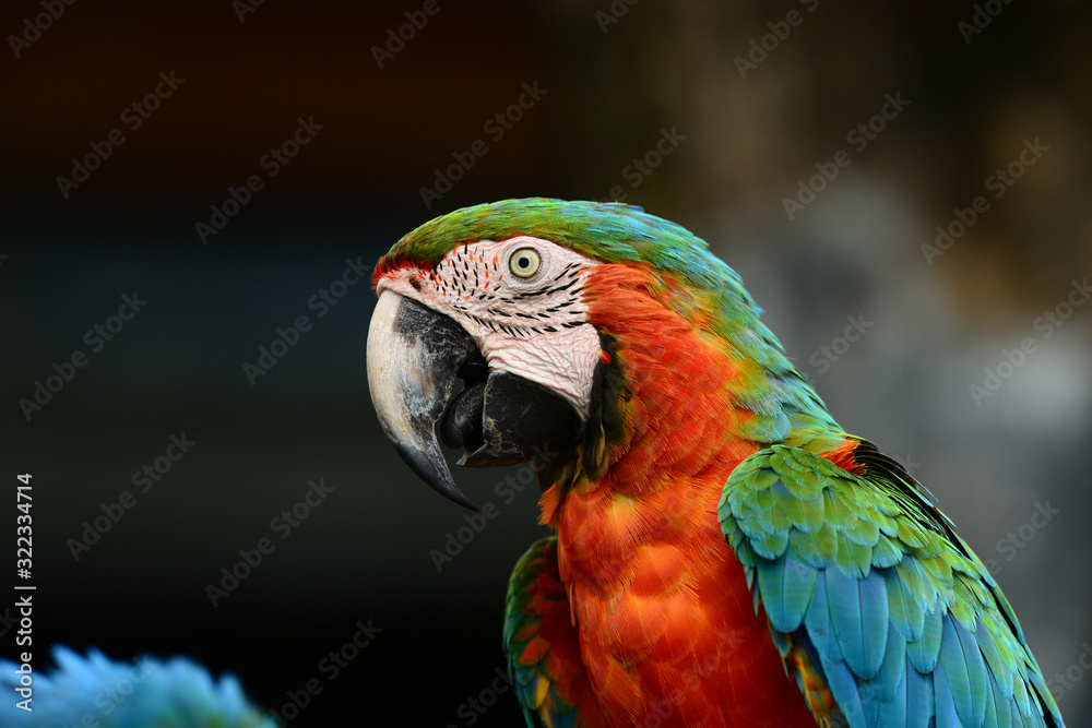 Hyacinth Macaws