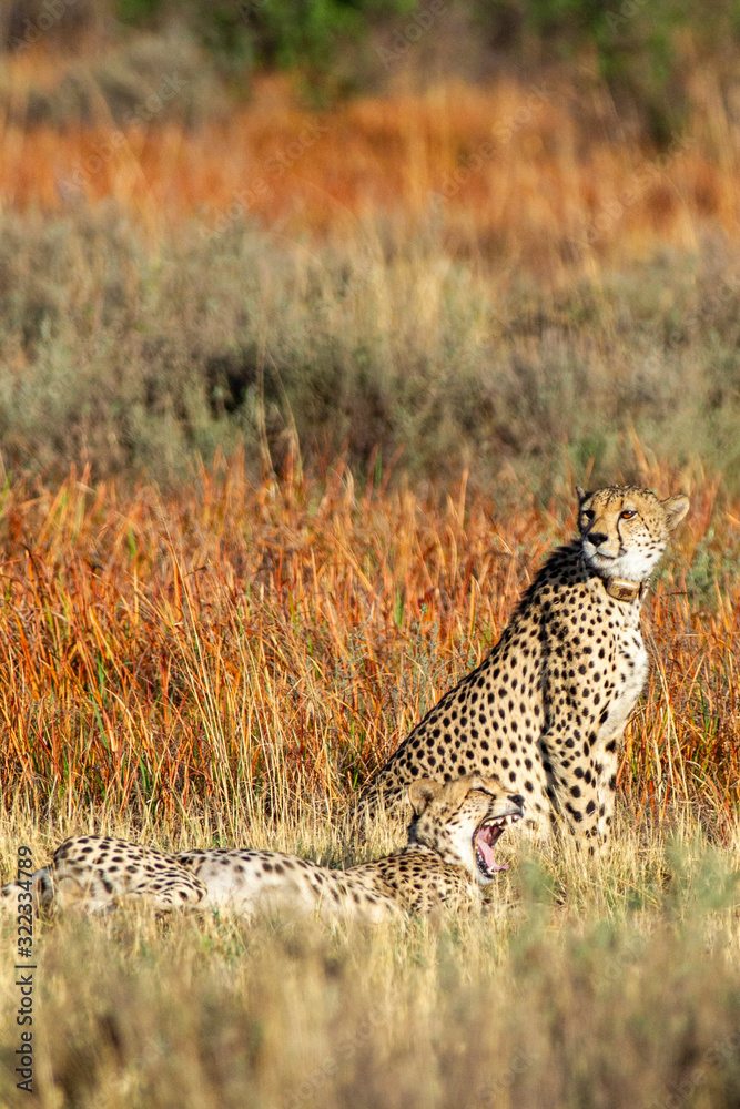 Fototapeta premium Cheetah, South Africa