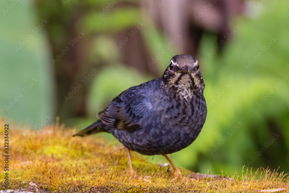 view of a beautiful bird in nature view of a beautiful bird in nature
