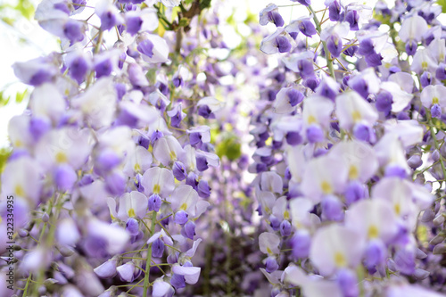 Wisteria  a famous flower of spring