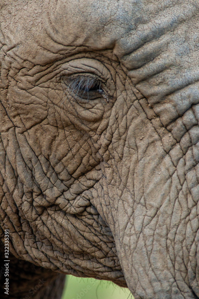 Elephant in the bushes in South Africa Elephant in the bushes in South Africa