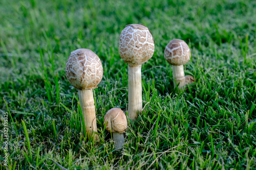 Mushrooms grow naturally in the lawn yard.