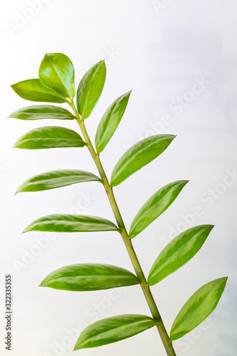 branch with fresh green leaves Zamioculcas zamiifolia on a white background. copy space. vertical