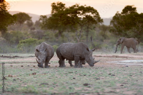 Rhino in the wilderness rhinoceros