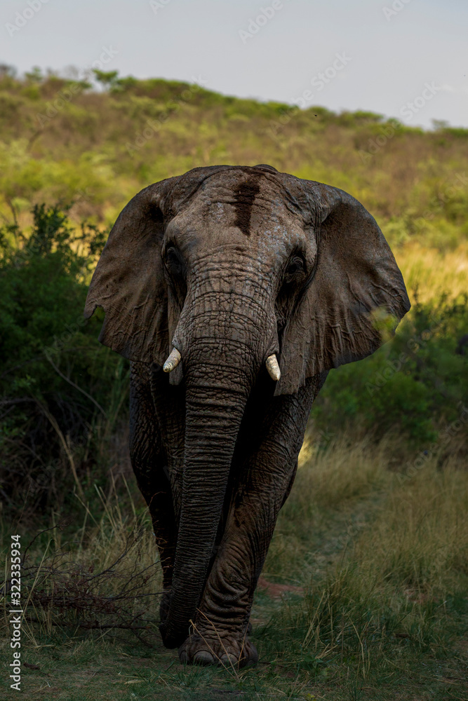 Elephant in the bushes in South Africa